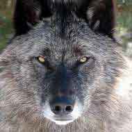 Old Wolf