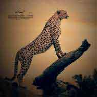 رضا+